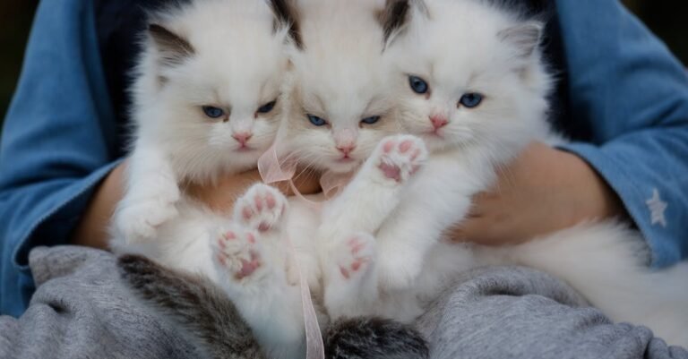 You Can Do It: Take Proper Care Of Your Cat