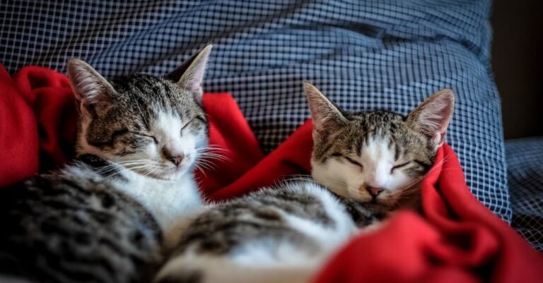 You Love Your Cat, So Learn Some Cat Care Tips.
