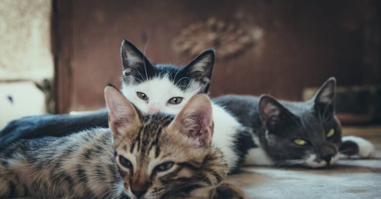 Easy Tips Anyone Can Use When Getting A Cat